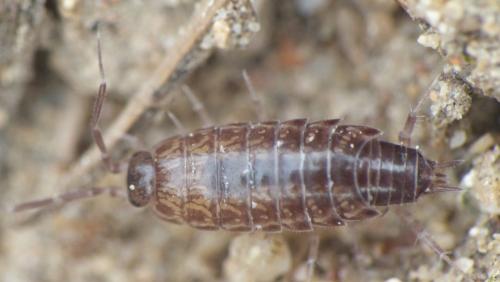 Chaetophiloscia sicula